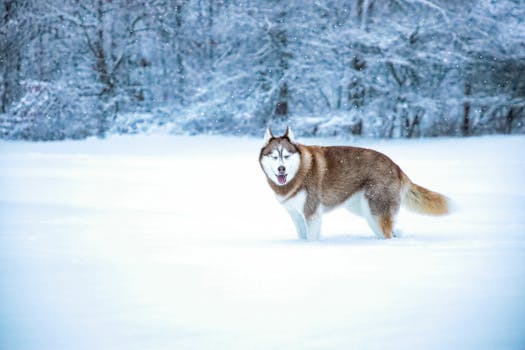 Husky Name Generator: 500+ Perfect Names for Your Husky