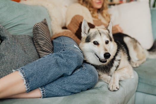 Husky Sleep Calculator: How Much Sleep Does Your Husky Need?