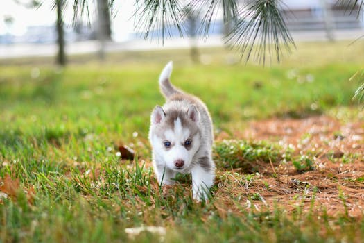 Husky Shedding Calendar: Month-by-Month Grooming Guide