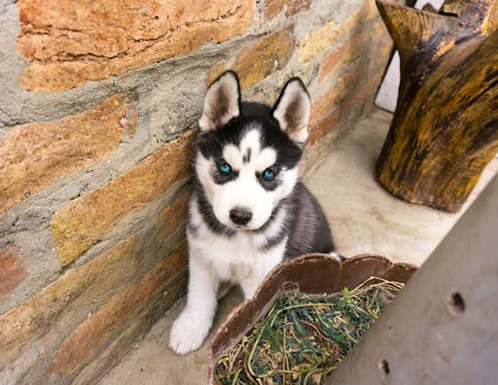 Best Dog Food for Husky Puppies: Top 8 Picks