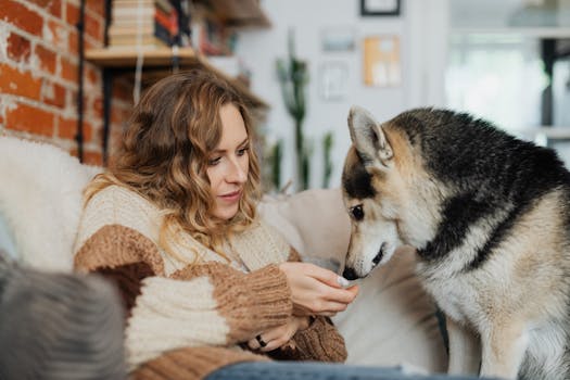 Best Training Treats for Huskies That Actually Work