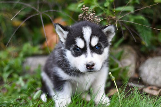How to Tell If Your Husky Is Sick: 12 Warning Signs