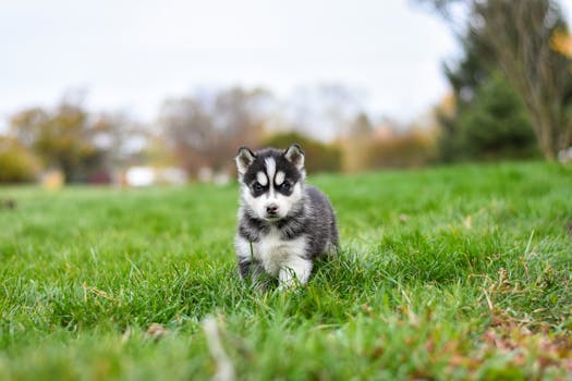 Best Toys for Husky Puppies That Last