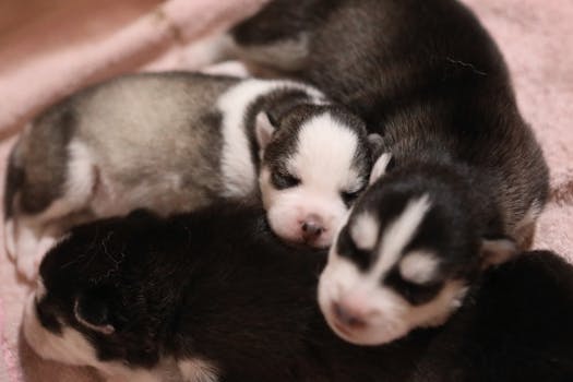 Husky Puppy Sleep Schedule: How Much Do They Sleep?