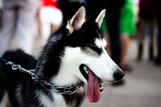 Husky Growling at Strangers: Causes & Training