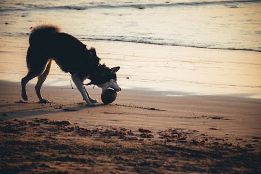 Stop Husky Trash Digging: Simple Solutions