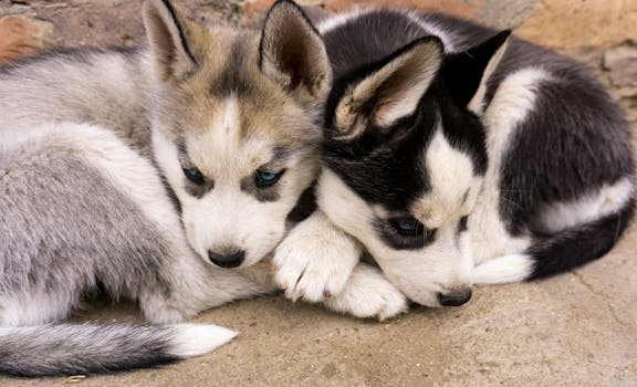 Husky Puppy Play Biting: How to Redirect