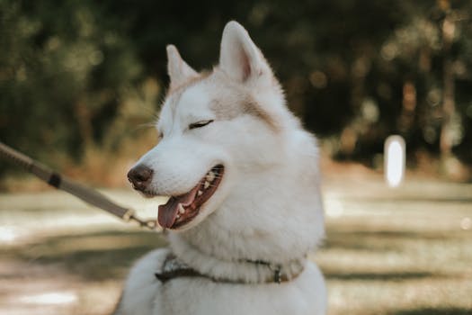 Train Your Husky Not to Pull on Leash: 5 Methods
