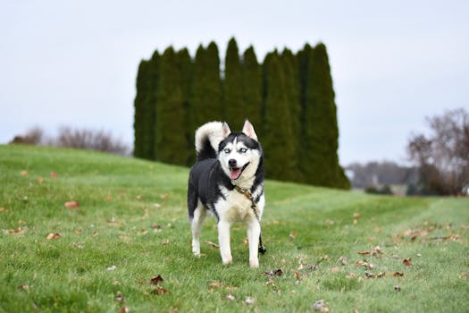 Clicker Training for Stubborn Husky Behavior