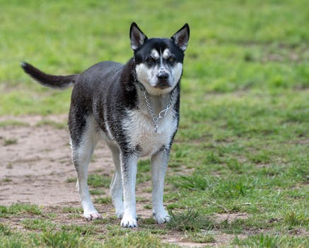 Husky Mix Behavior: What to Expect from a Crossbreed
