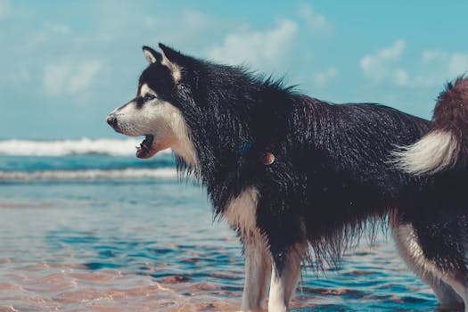 Stop Demand Barking in Huskies: Training Plan