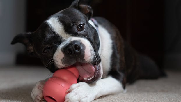Best Husky Toys for Destroying: Tough & Fun Picks