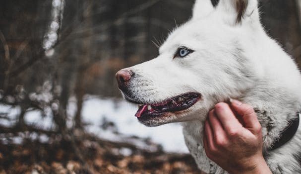 Why Huskies Tilt Their Heads: Cute & Funny Reasons