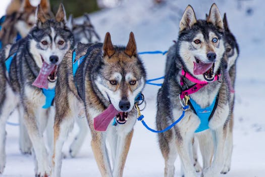 Best Husky Harness for Pulling: Fun & Safe Options