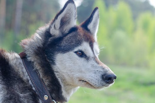 Why Huskies Are So Stubborn: Funny Dog Logic Explained