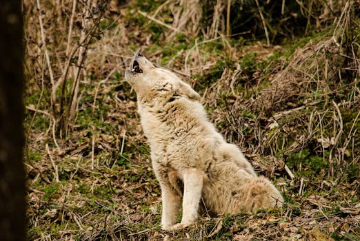 How to Teach Your Husky to Talk: Tips & Tricks