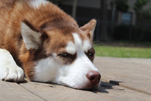 How to Train a Husky with Separation Anxiety