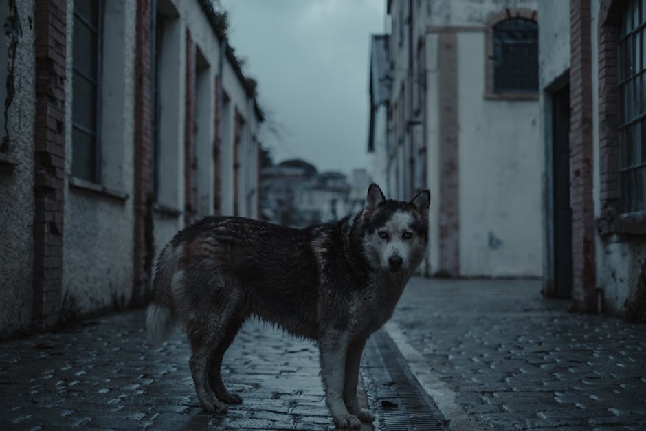 Preparing Your Husky for Being Alone