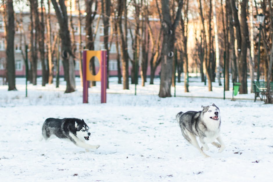 Is a FURminator safe for huskies?