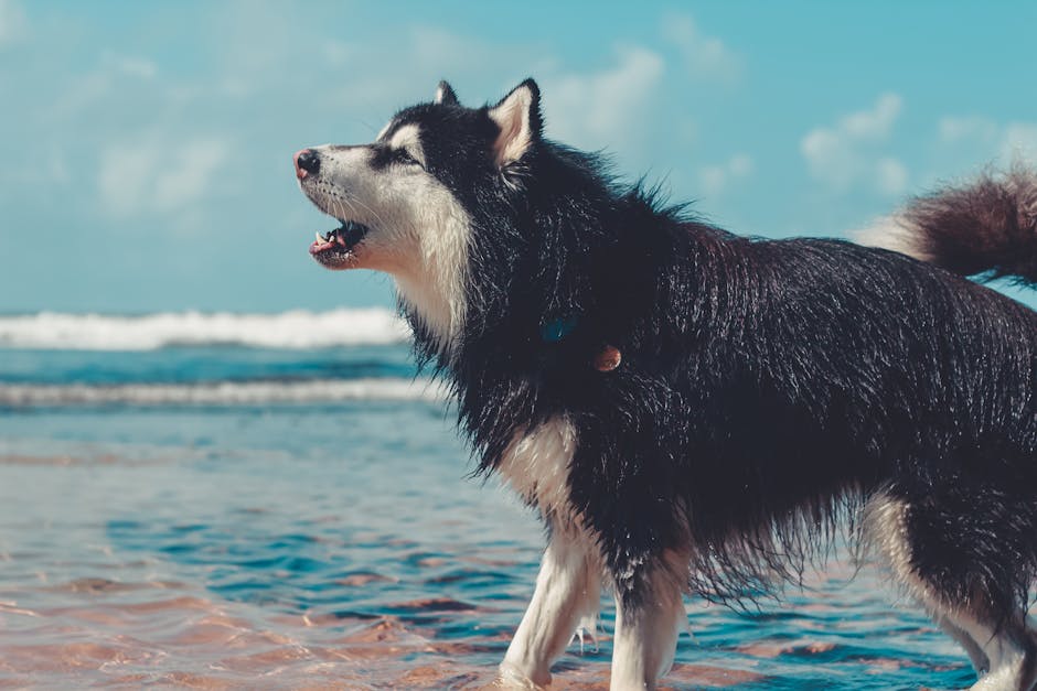 Temperament & Personality