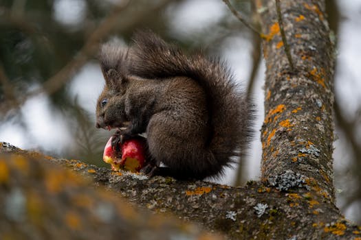 Can Huskies Eat Apples? Safety Tips & Benefits