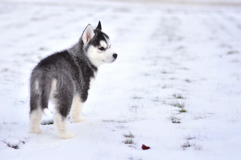Male vs. Female Husky Puppy: Key Differences