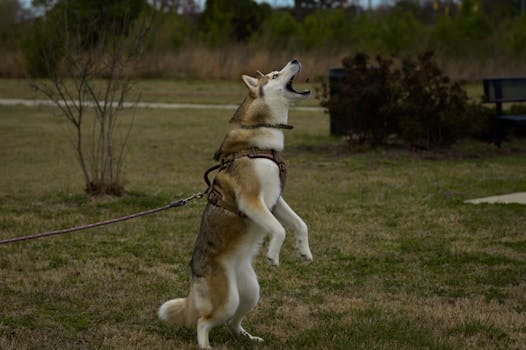 How to Train a Husky with Separation Anxiety