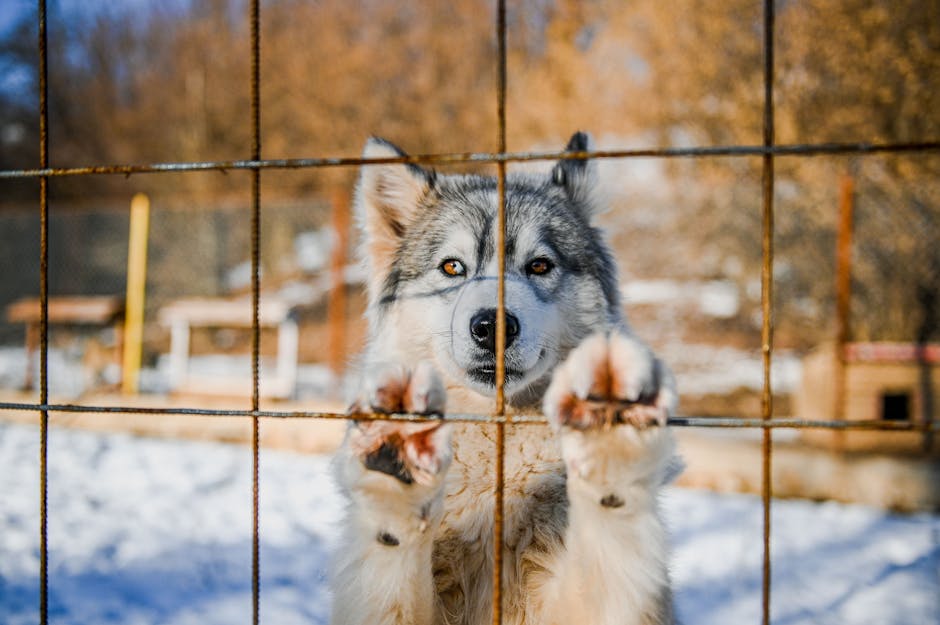 The Funniest Husky Escape Stories