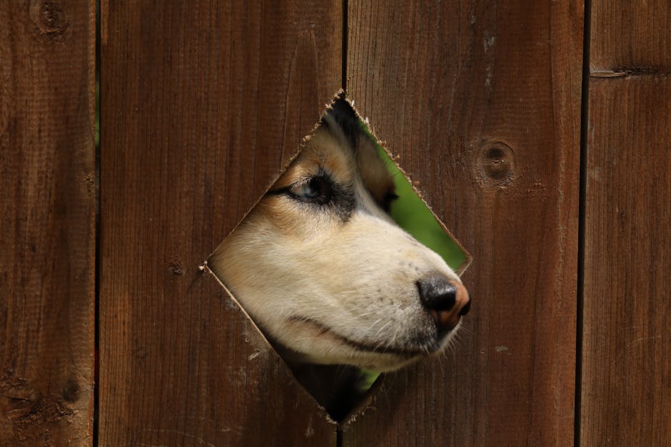 Lessons Learned: How to Outsmart Your Husky Escape Artist