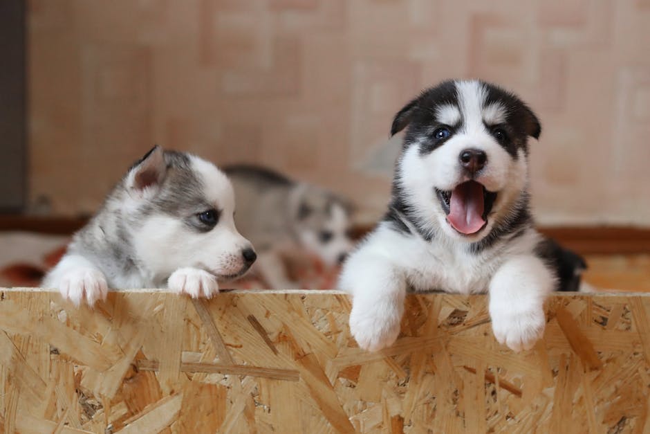 Preparing Your Home for a Husky Puppy