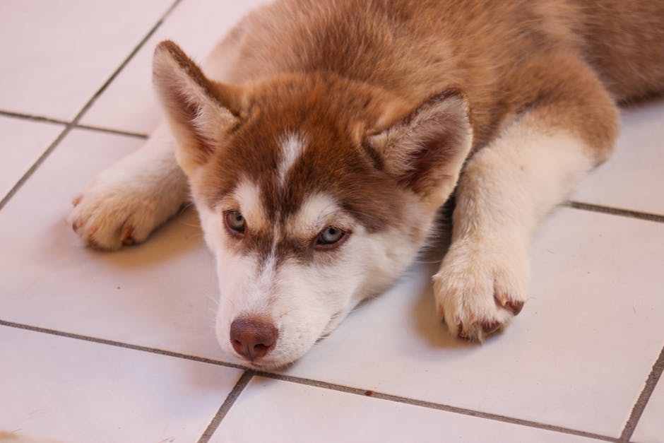 Husky Puppy Training Basics