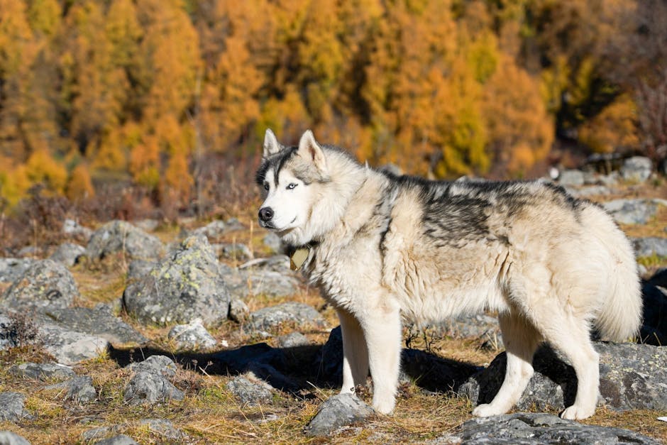 Understanding Aggression in Siberian Huskies