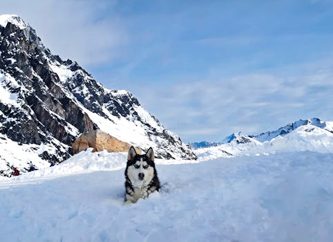 Funniest Husky Escape Artist Stories That Will Crack You Up