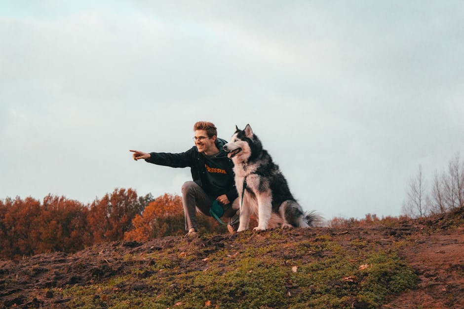 The Mastermind Behind the Escape: Understanding Your Husky's Houdini Instincts