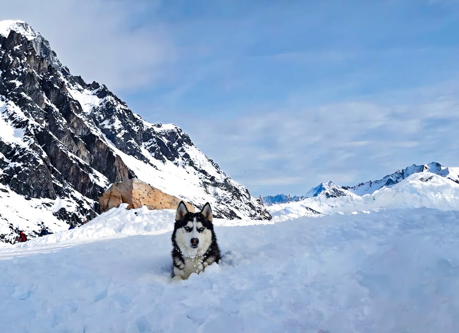 Top 5 Funniest Husky Escape Artist Stories