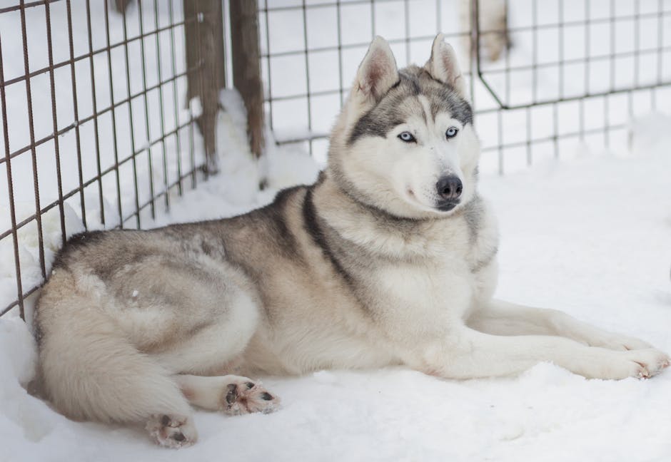 What These Stories Teach Us About Husky Behavior