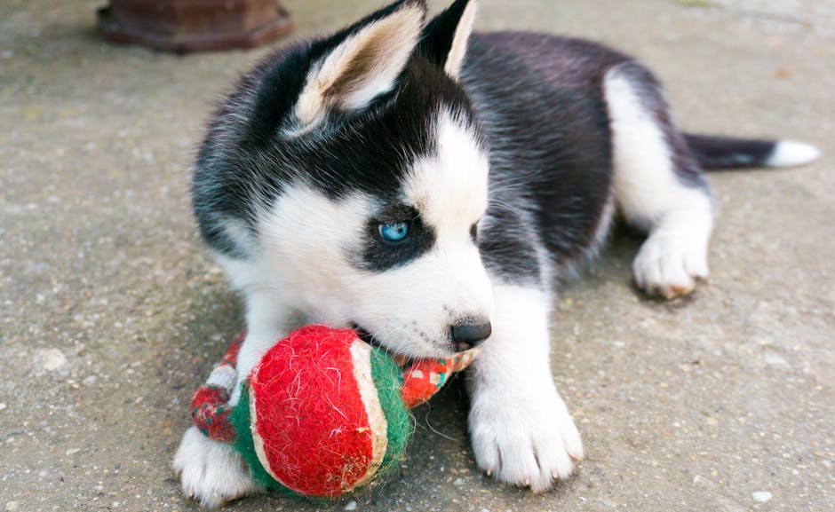 Nutritional Needs of a Husky Puppy