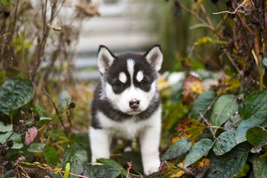 husky puppy feeding schedule