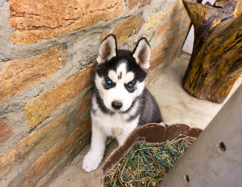 Why a Feeding Schedule Matters for Your Husky Puppy