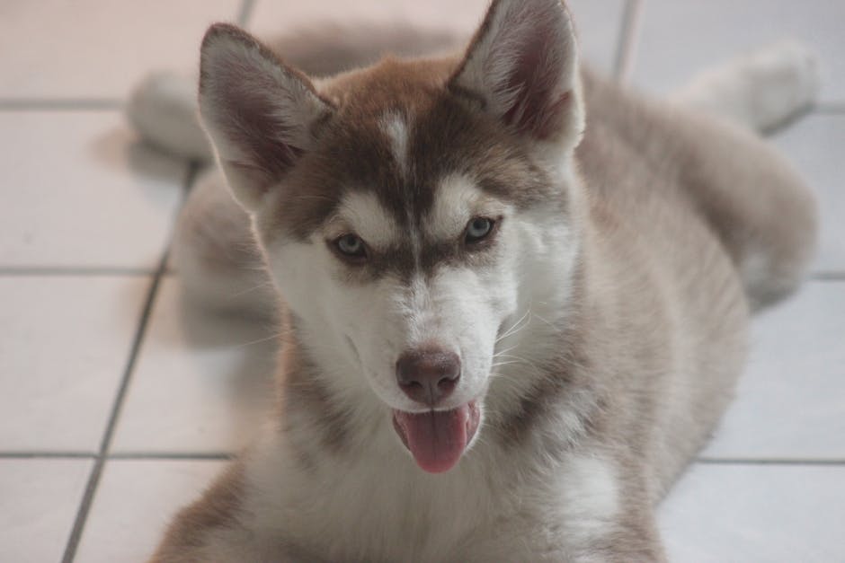 Husky Puppy Feeding Schedule by Age