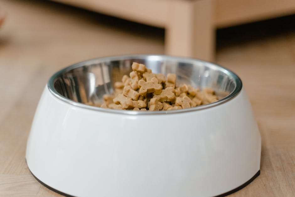 Top Dry Dog Food Brands for Allergic Huskies (2026 Update)