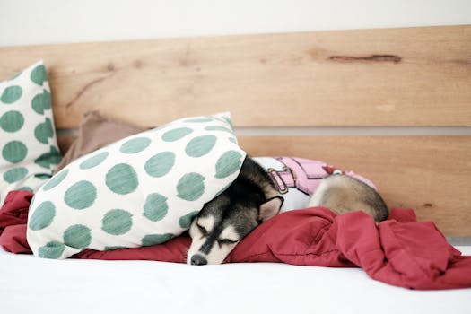 husky puppy sleep schedule