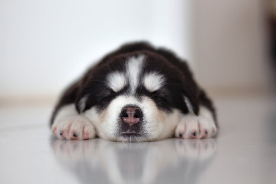 How Much Sleep Does a Husky Puppy Need?