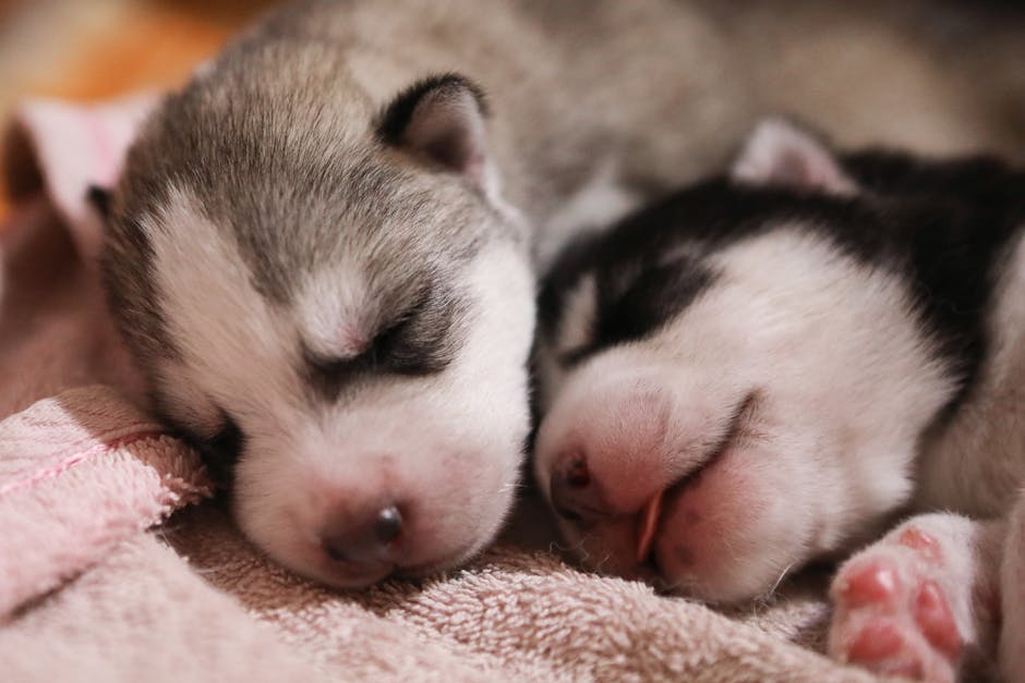 Typical Husky Puppy Sleep Schedule by Age