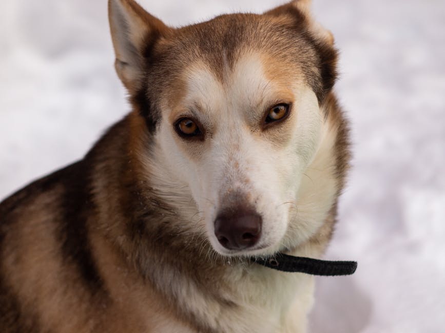 Key Ingredients in the Best Dry Dog Food for Huskies with Allergies