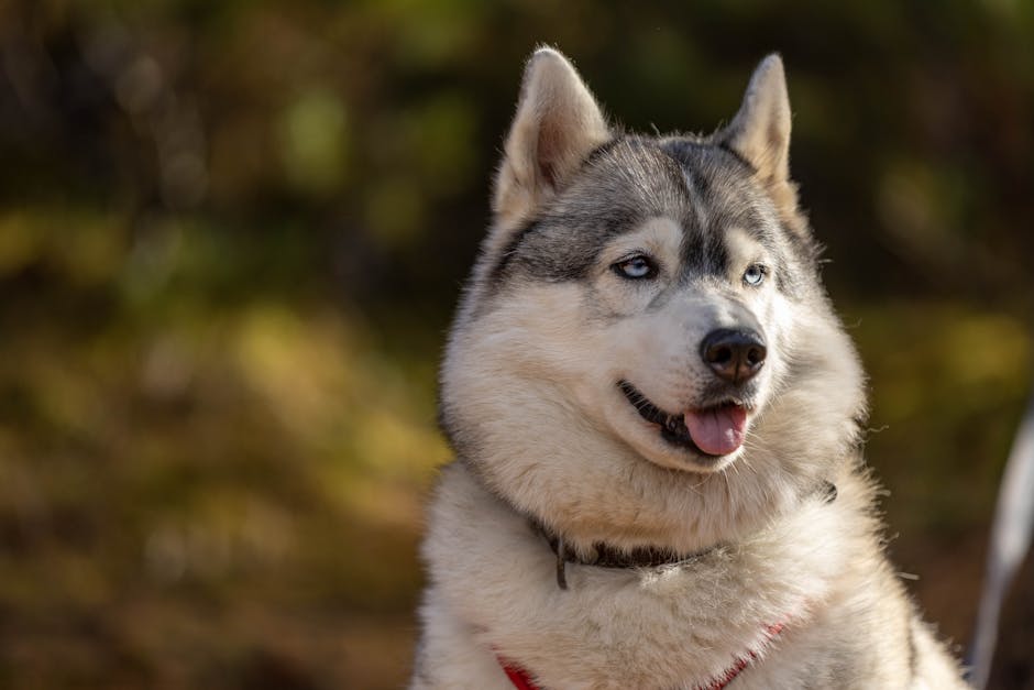 Common Causes of Diarrhea in Huskies
