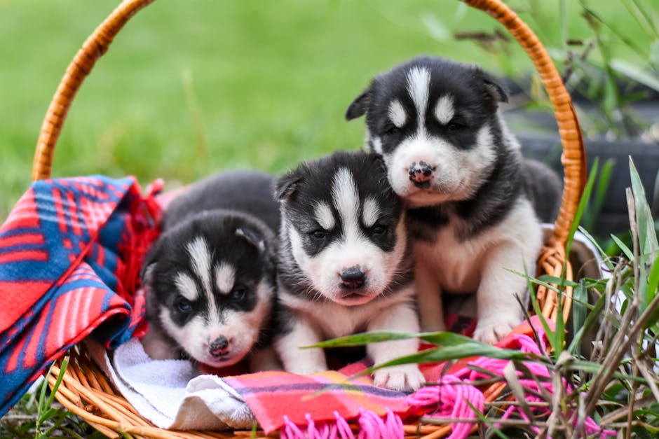 How to Customize the Schedule for Your Husky
