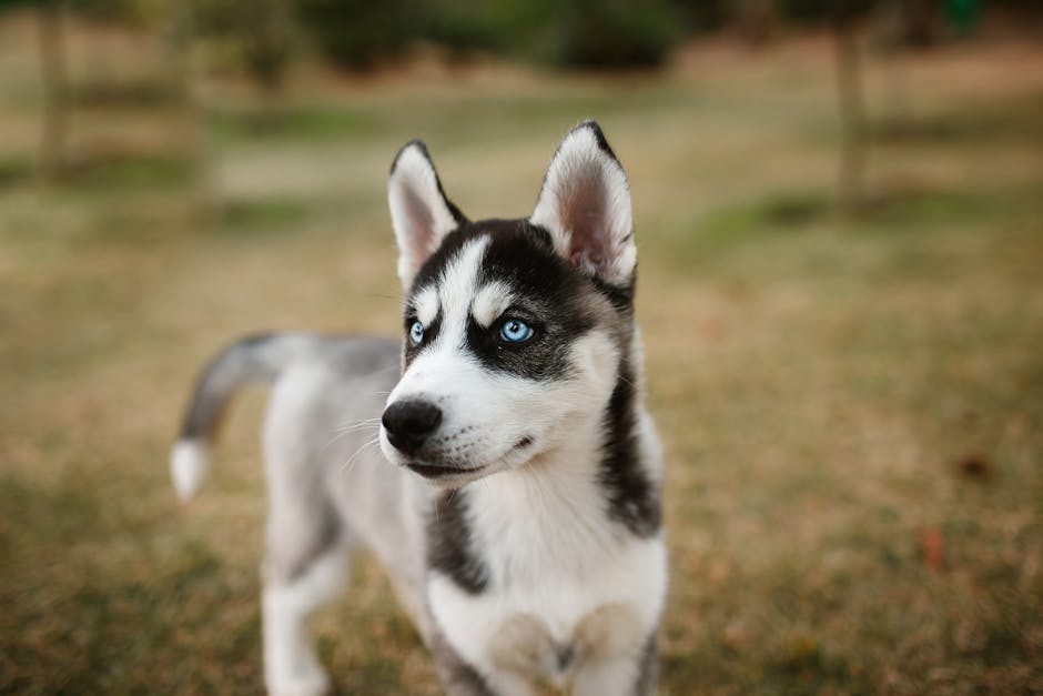 Why Husky Puppies Are Prone to Ear Infections