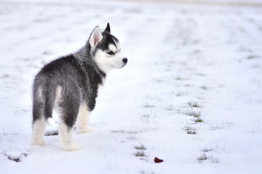 husky puppy best food brands
