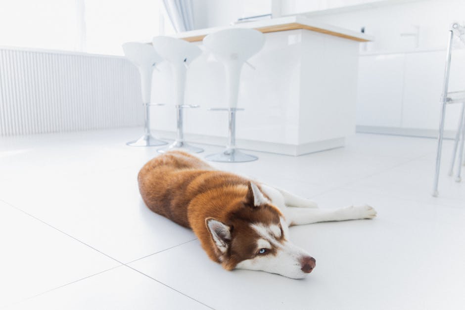 Vomiting vs. Regurgitation – Why It Matters